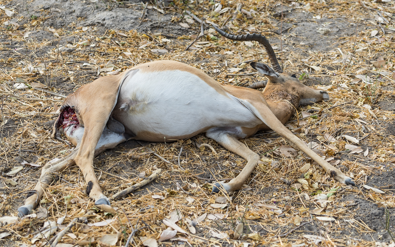 okavango-delta-impala-opfer-leopard