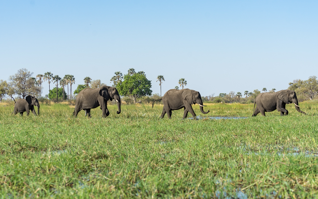 okavango-delta-landschaft-elefanten