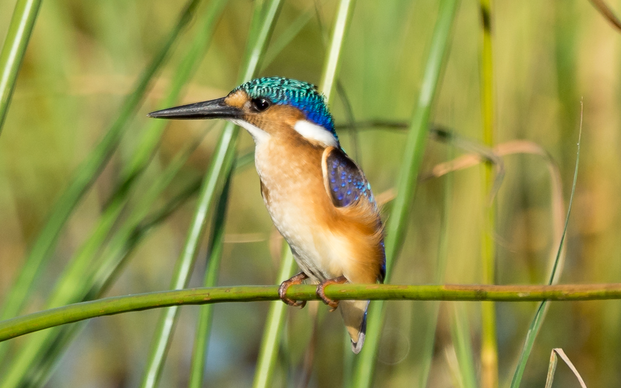 okavango-delta-malachit-eisvogel