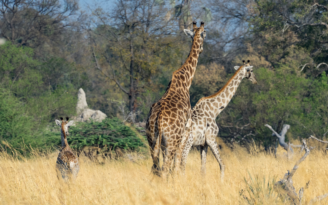 okavango-delta-moremi-crossing-giraffen-familie