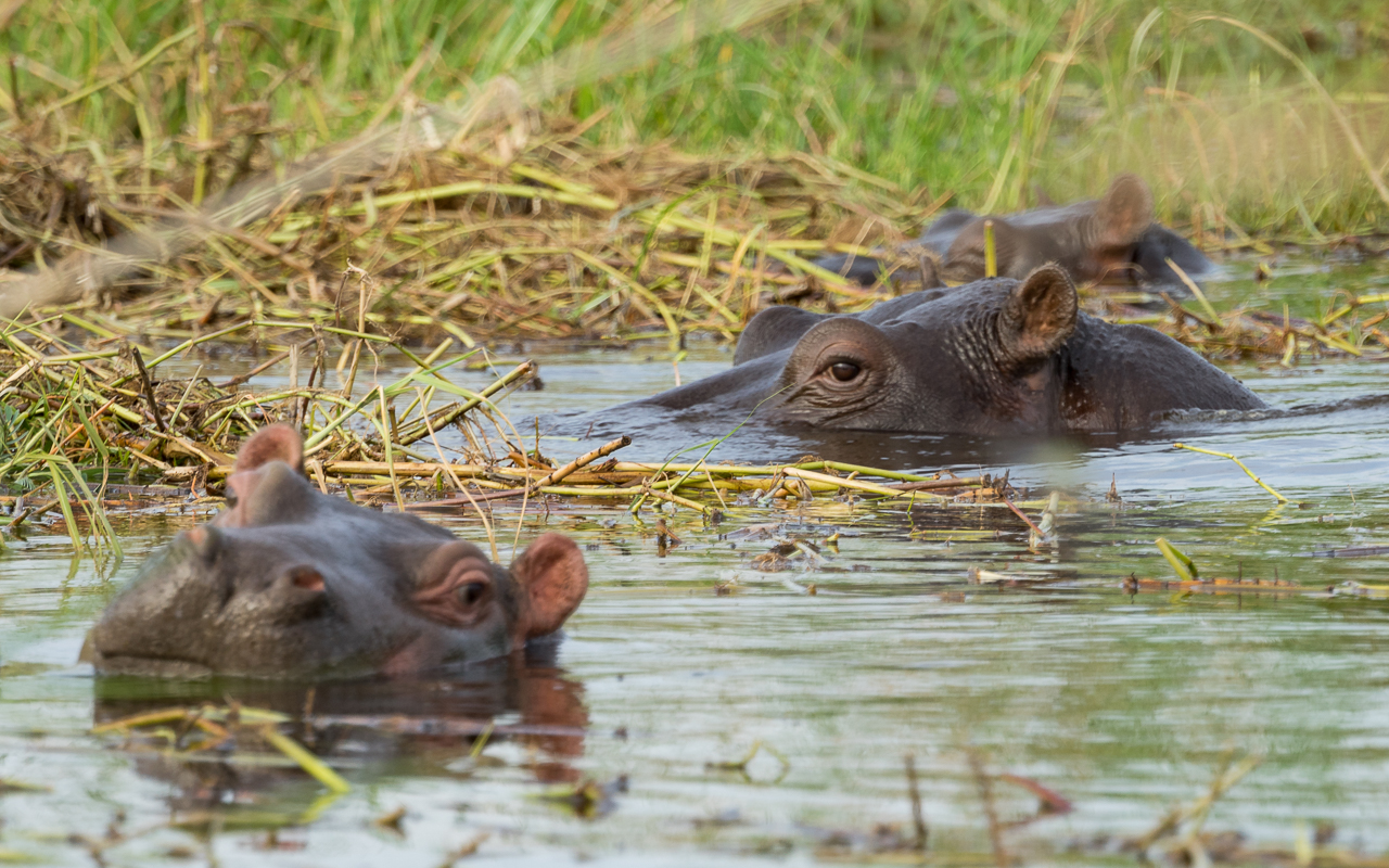 okavango-delta-moremi-crossing-nilpferde