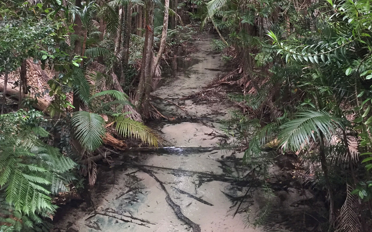 australien-ostkueste-fraser-island-mangroven