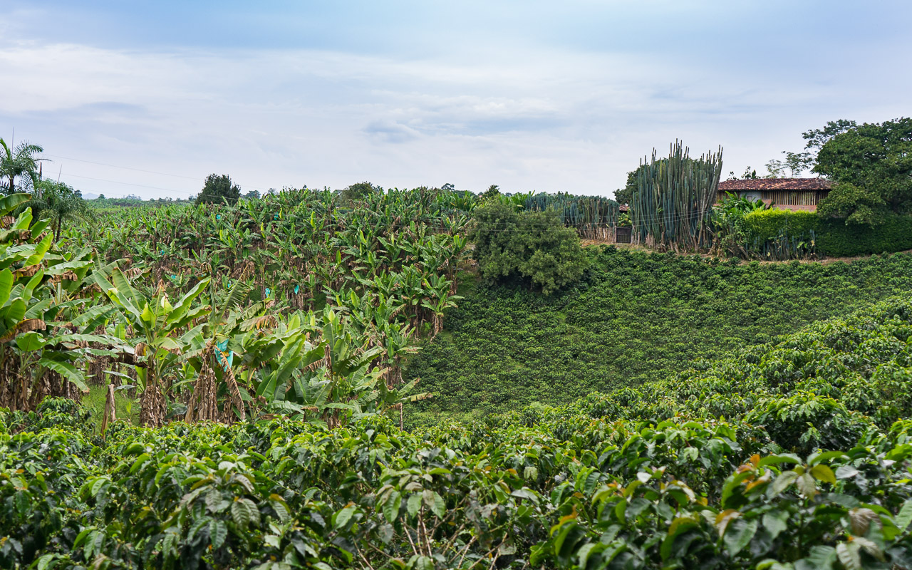 kolumbien-reisebericht-quimbaya-kaffeezone