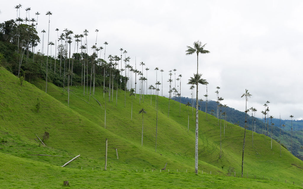 kolumbien-reisebericht-valle-de-cocora-2