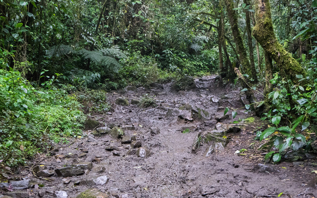 kolumbien-reisebericht-valle-de-cocora-matsch