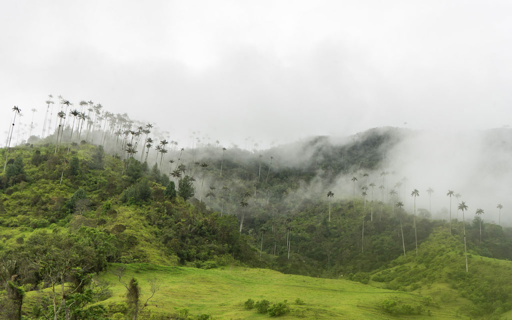 kolumbien-reisebericht-valle-de-cocora-nebel