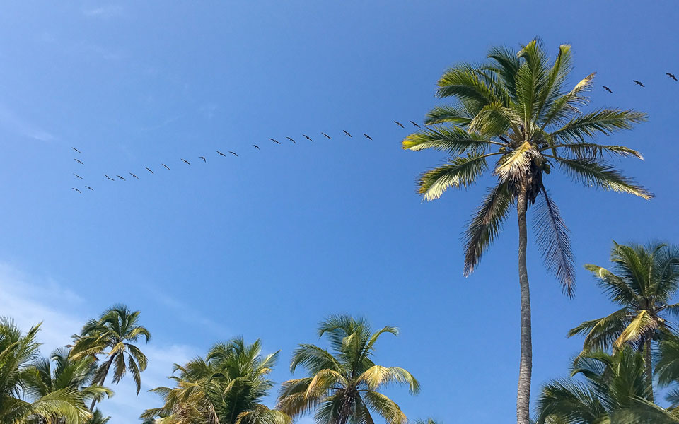 Palomino Pelikan Schwarm