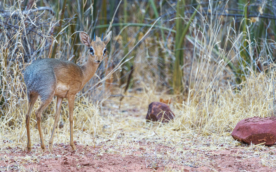 Duiker Rhino Drive Waterberg Wilderness