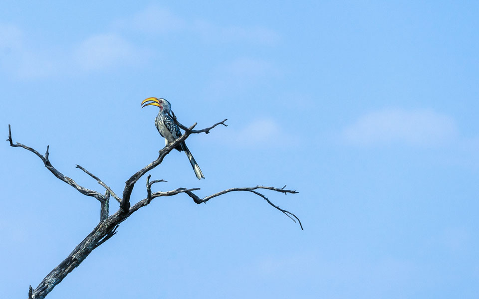 Rhino Drive Waterberg Hornbill Vogel