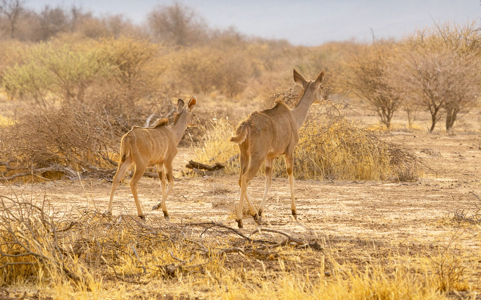 Impala beim Rhino Drive am Waterberg Plateau