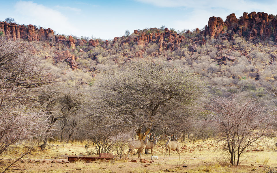 Gut getarnte Impala am Waterberg Plateau