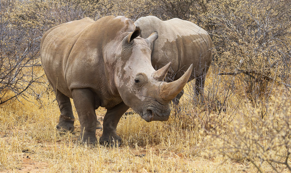 Nashörner beim Rhino Drive am Waterberg Namibia