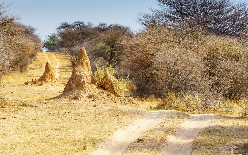 Piste auf dem Weg zum Rhino Drive der Waterberg Wilderness Lodge