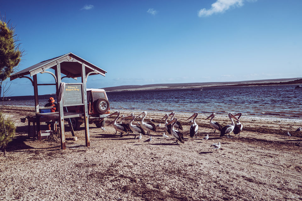 Pelikane bei Baird Bay