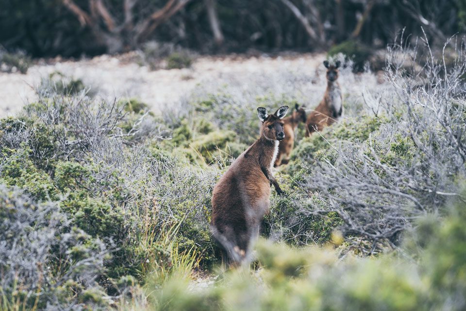 Kangaroo Island Kängurus
