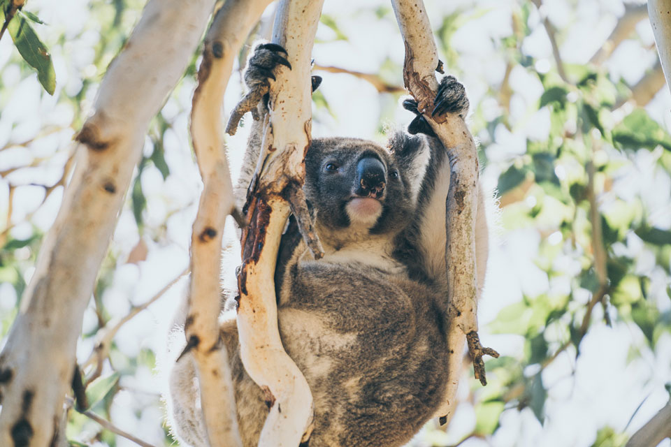 Koalabär Kangaroo Island