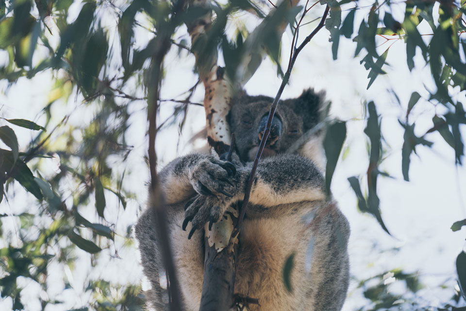Koala schläft in Baum Kangaroo Island