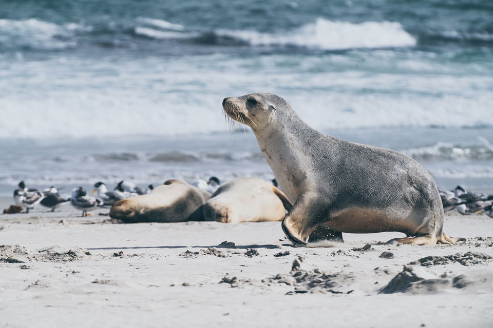 Kangaroo Island kleiner Seelöwe Seal Bay