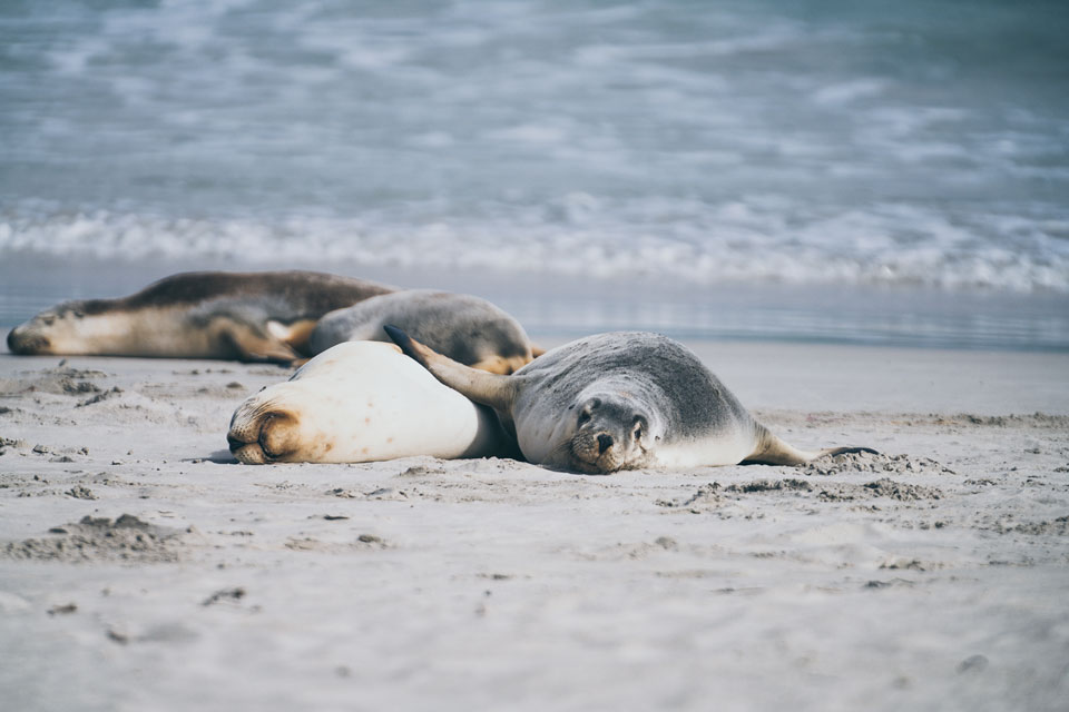 Seelöwen Kolonie Seal Bay Kangaroo Island