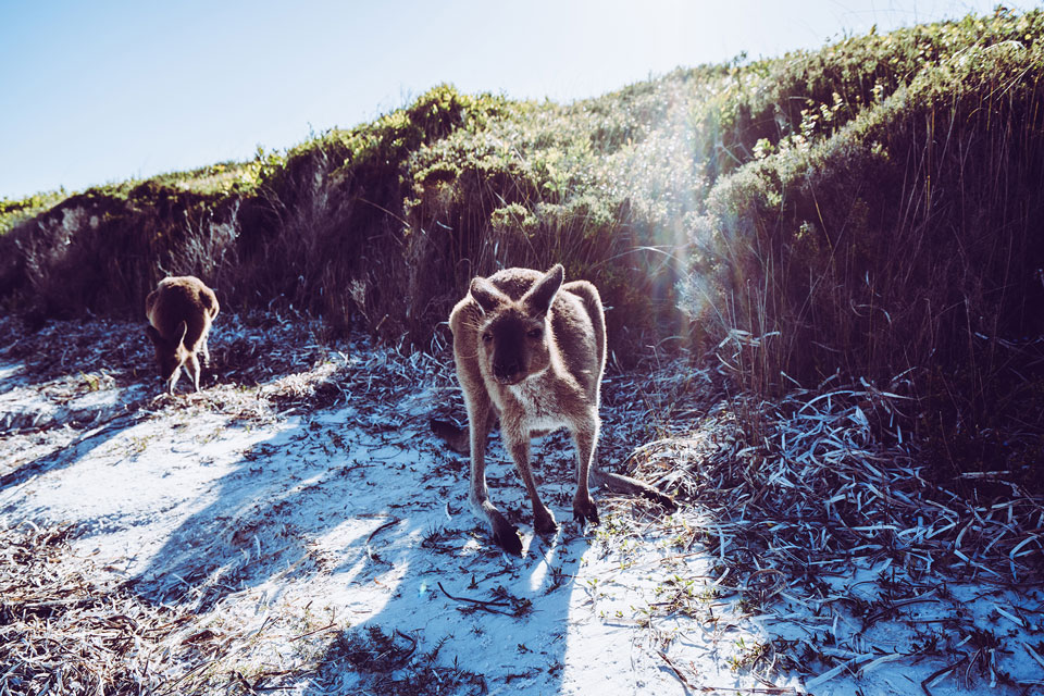 Kängurus in Lucky Bay | Cape Le Grand NP, Australien