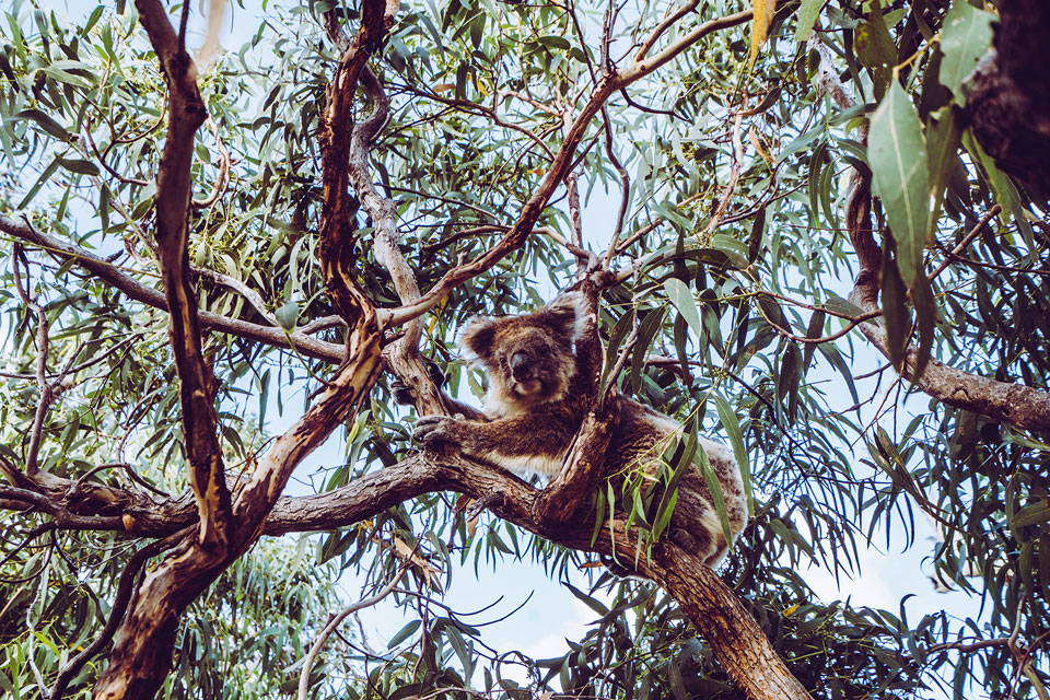 Mikkira Station Koalas Australien
