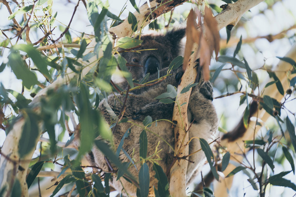 Koala umarmt Baum Kangaroo Island