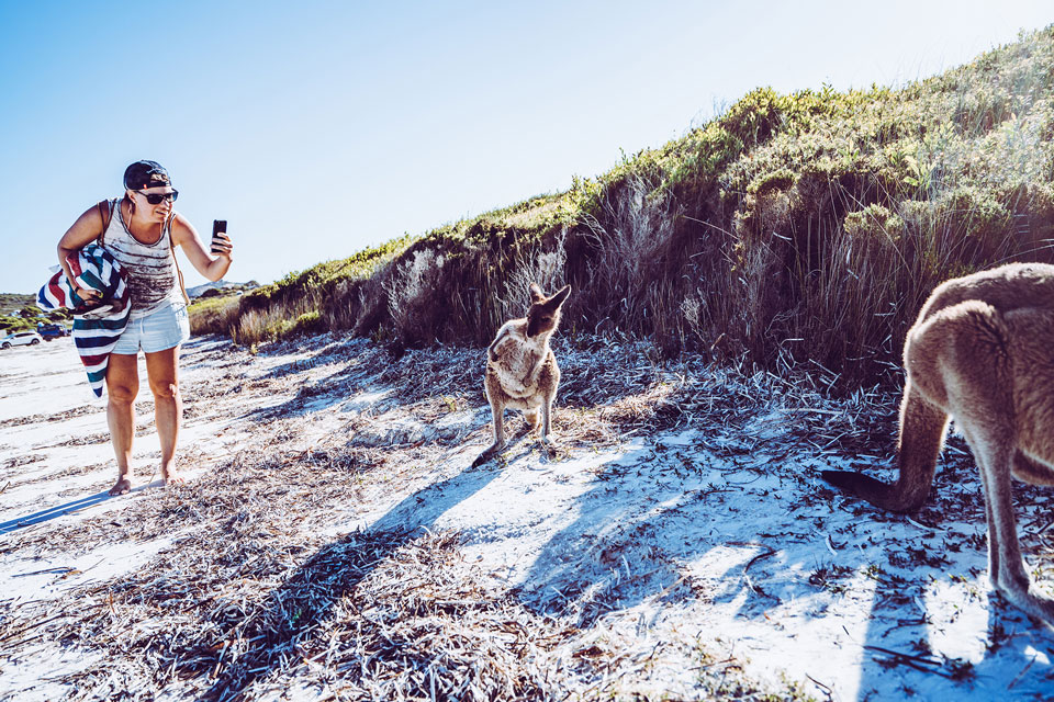 Känguru in Lucky Bay | Esperance