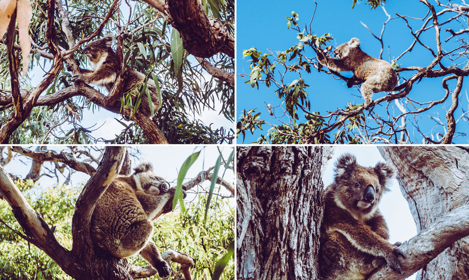 Mikkira Station Port Lincoln Koalas best of