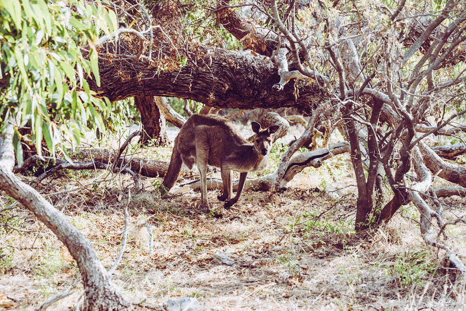 Mikkira Station Port Lincoln Känguru