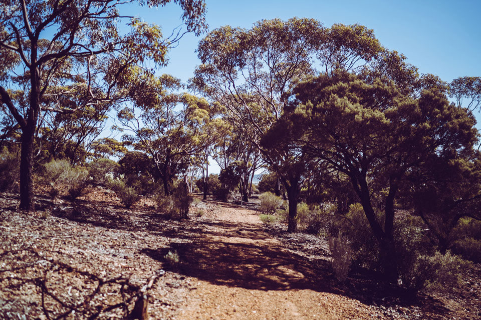 Norseman Norseman, bei dem Walk über den Woodlands Discovery Trail