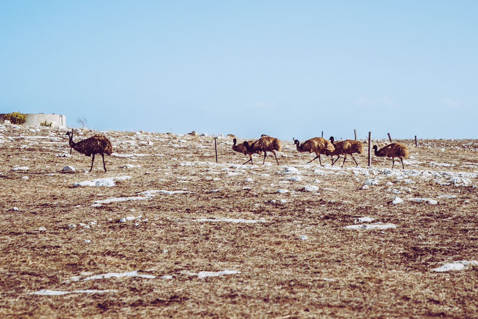Port Lincoln Mikkira Station Emus