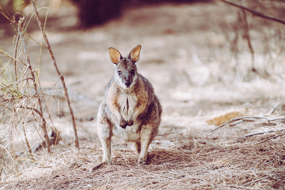 Tammar Wallaby Kangaroo Island