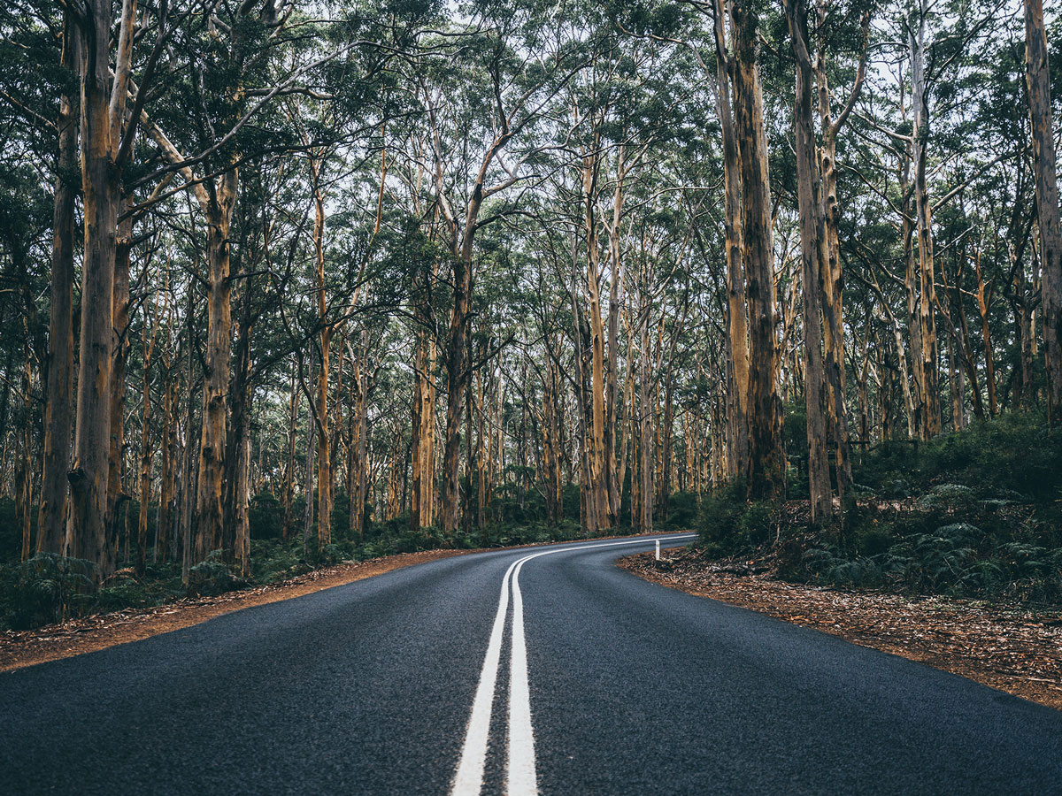Boranup Forest Cave Road