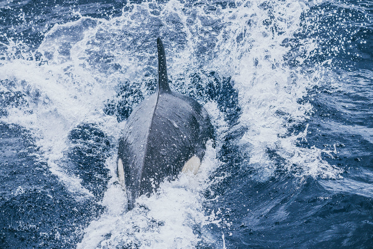 Orca | Bremer Bay, Australien