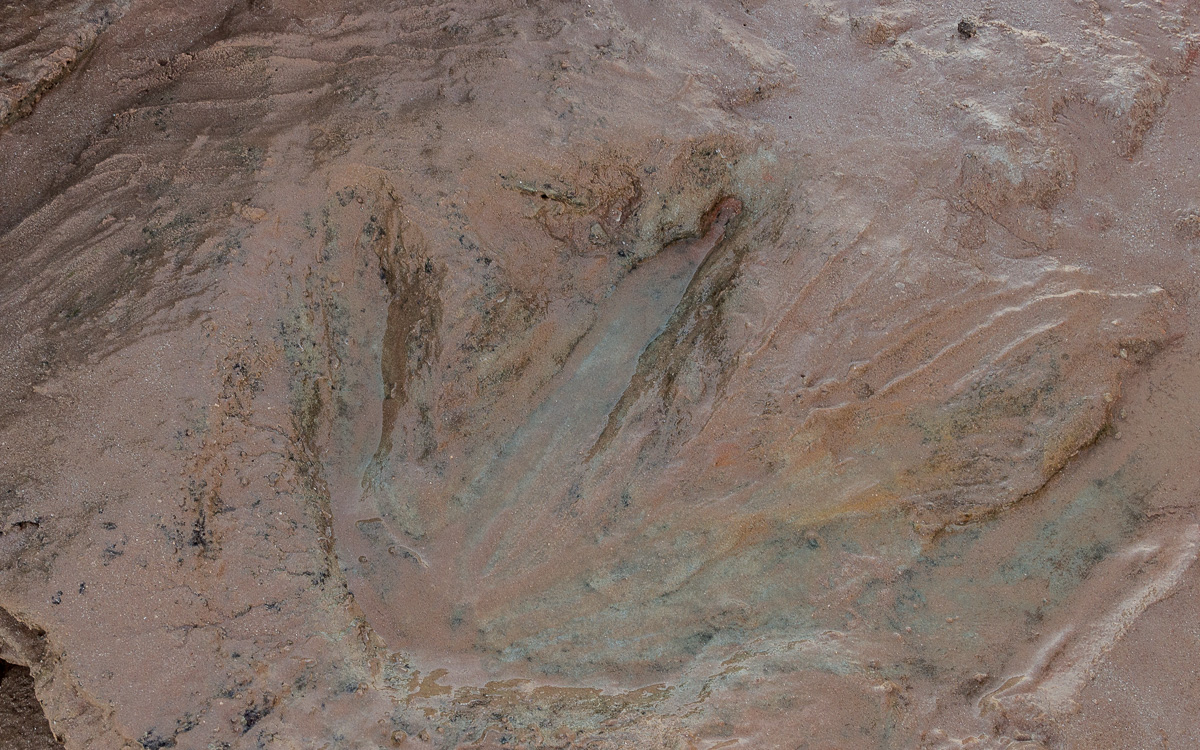 Redell Beach Dinosaurier Spuren Broome