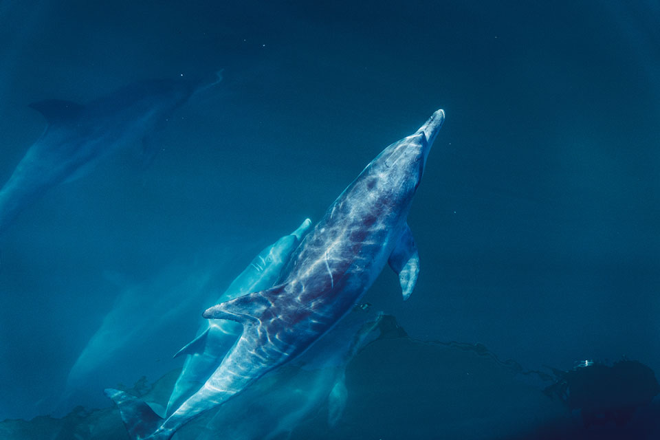 Delfine Esperance Island Cruises