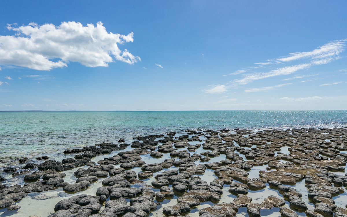 Stromatolithen Hamelin Bay Westküste Australien Highlights