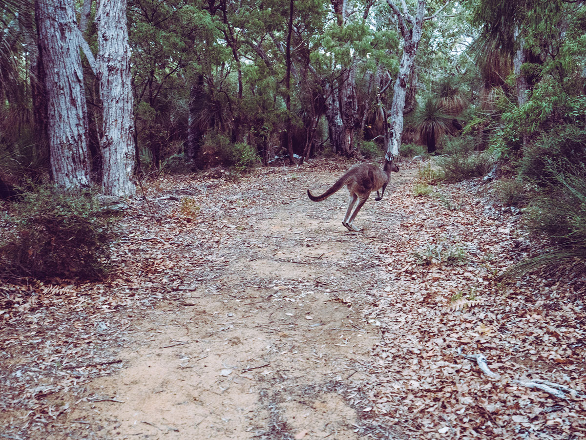 Cape to Cape Känguru Bornup Forest