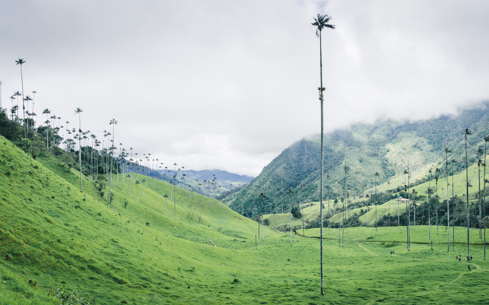 Kolumbien Reisetipps Valle de Cocora