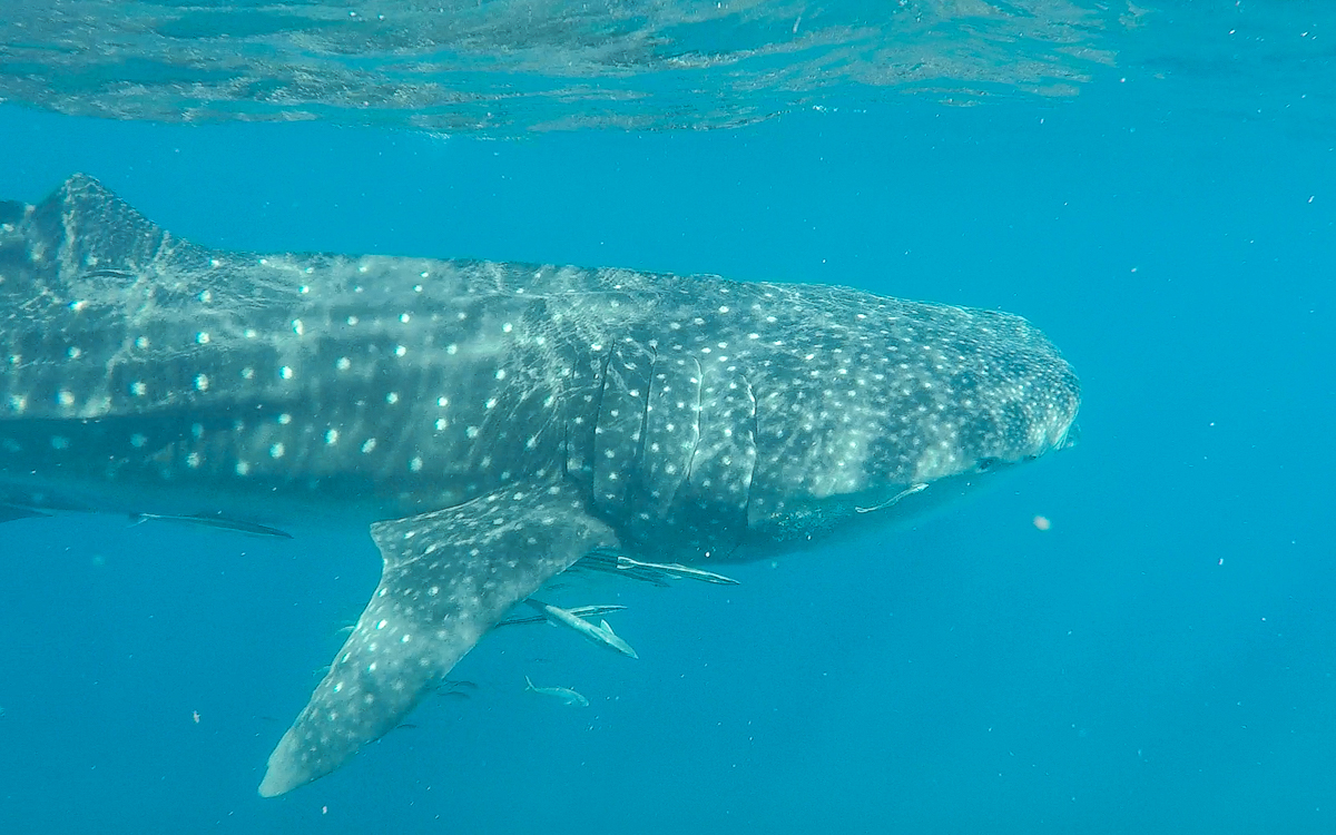 Schwimmen mit Walhaien | Ningaloo Reef, Westaustralien