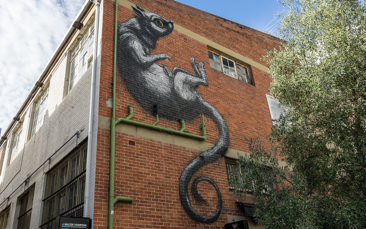 Street Art ROA Perth Northbridge