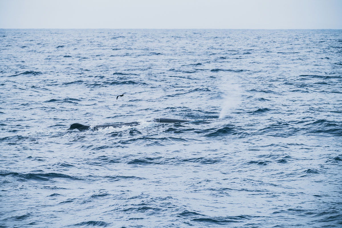 Pottwal | Bremer Bay, Westaustralien