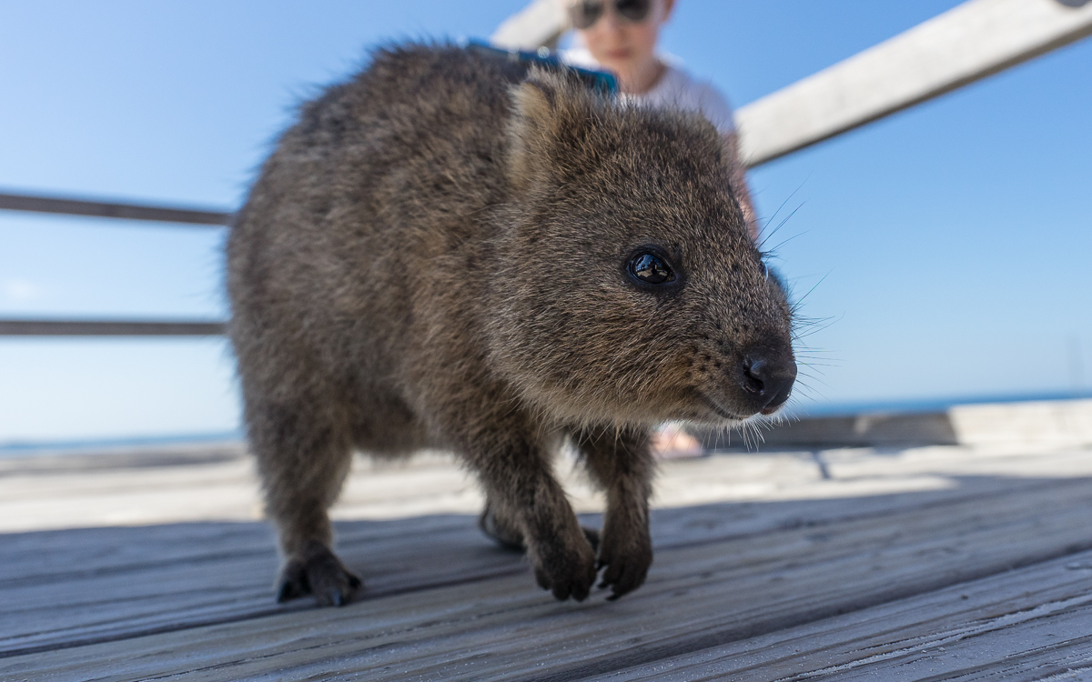 Rottnest Island Quokka