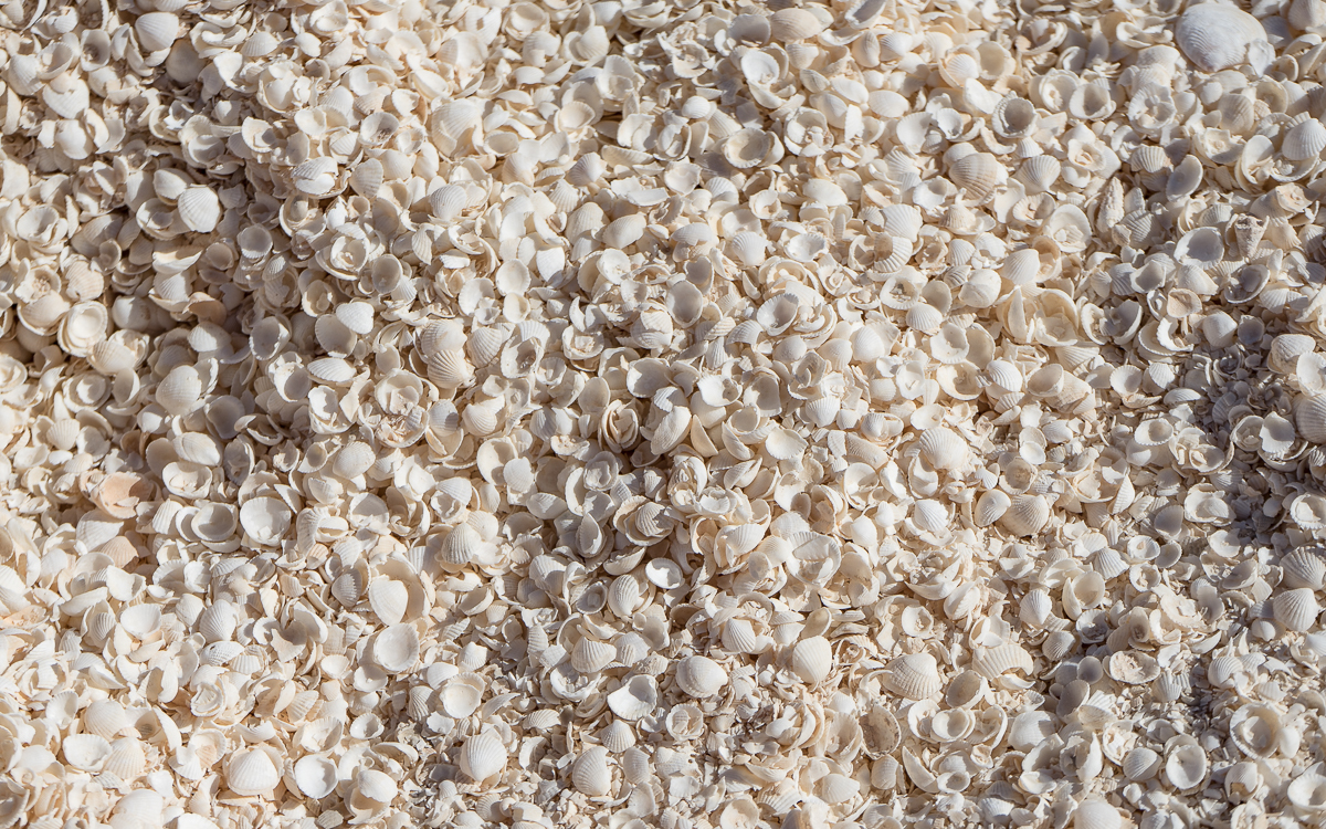 Shell Beach Shark Bay - Western Australia