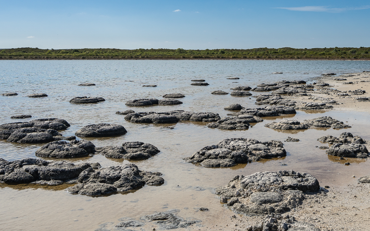 Stromatolithen, Lake Thetis, Cervantes (Western Australia)