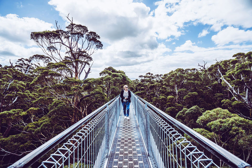 Tree Top Walk im Valley of the Giants
