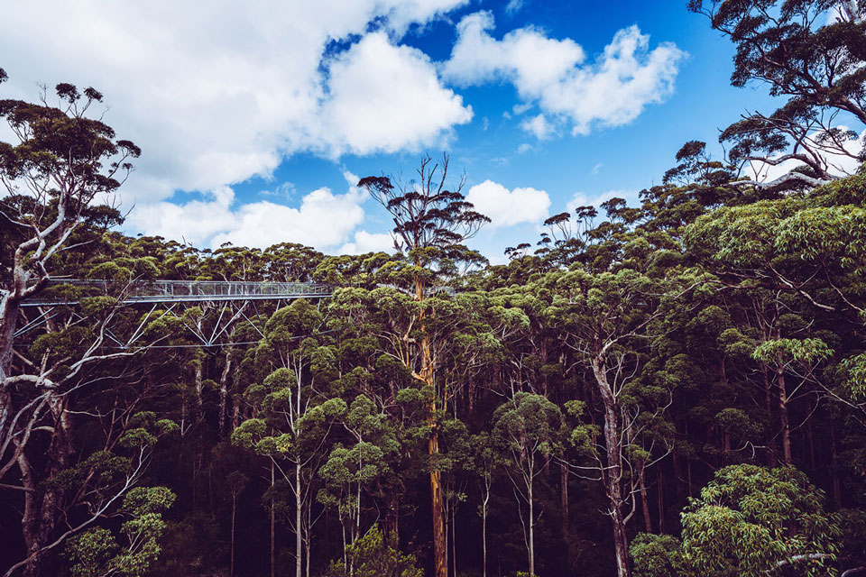 Valley of The Giants - Westaustralien