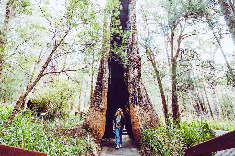 Valley of the Giants Ancient Boardwalk