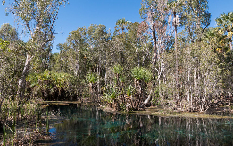 Bitte Ssprings Elsey Nationalpark Australien