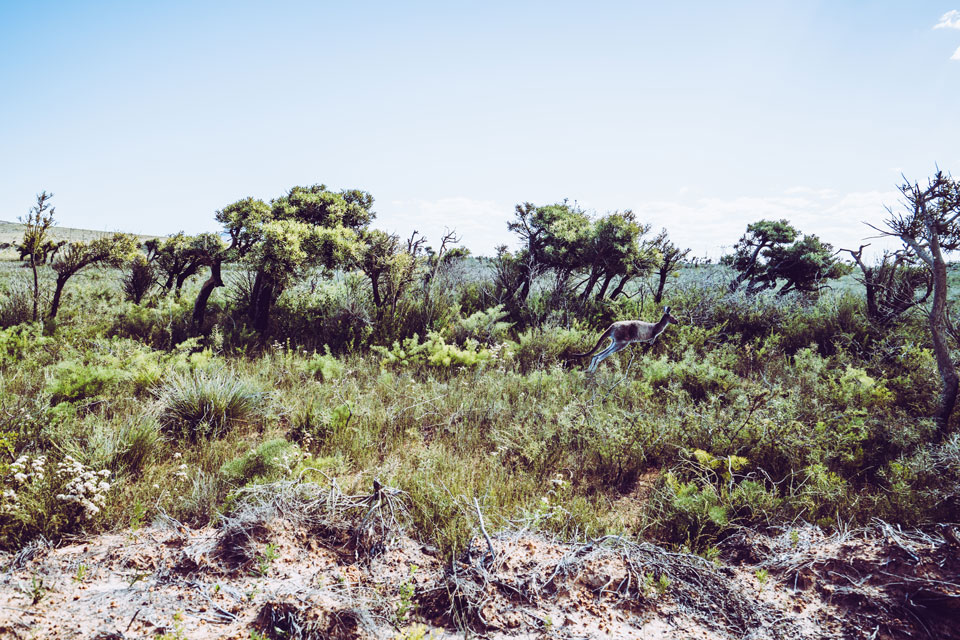 Kängurus im Cape Le Grand National Park